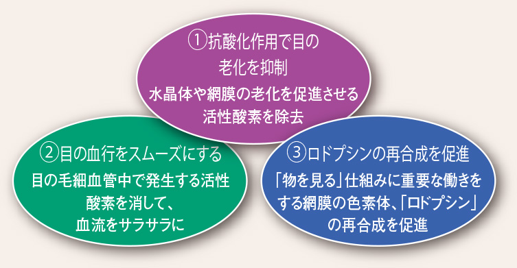 アントシアニンが、視力回復に働く3つの理由