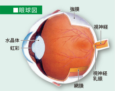 眼球図