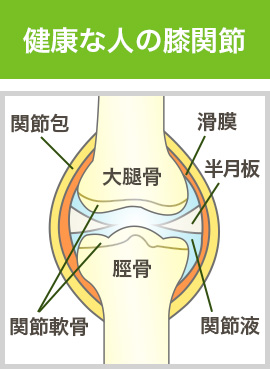 健康な人の膝関節