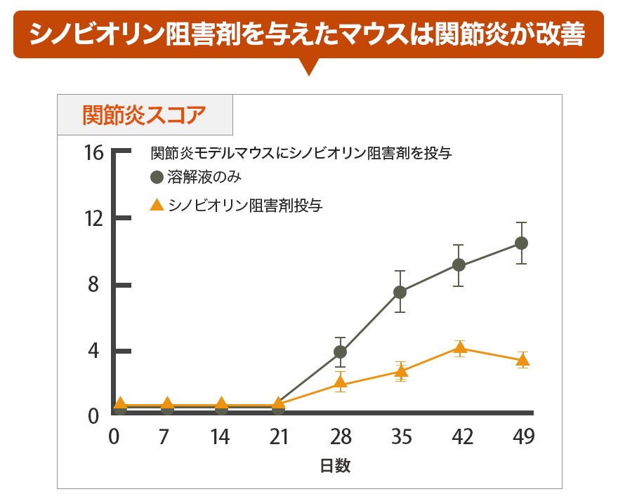 シノビオリン阻害剤を与えたマウスは関節炎が改善