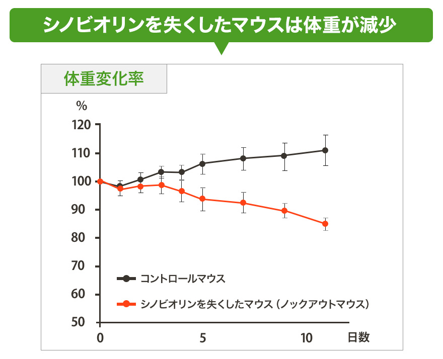 シノビオリンを失くしたマウスは体重が減少