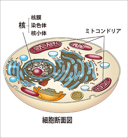ミトコンドリア