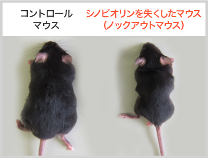 マウスの体重