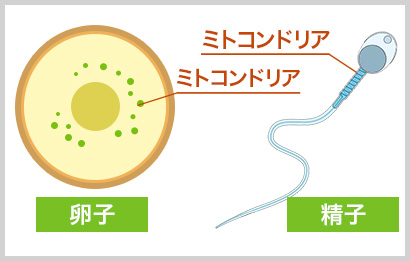 ミトコンドリアは卵子にも精子にも存在する