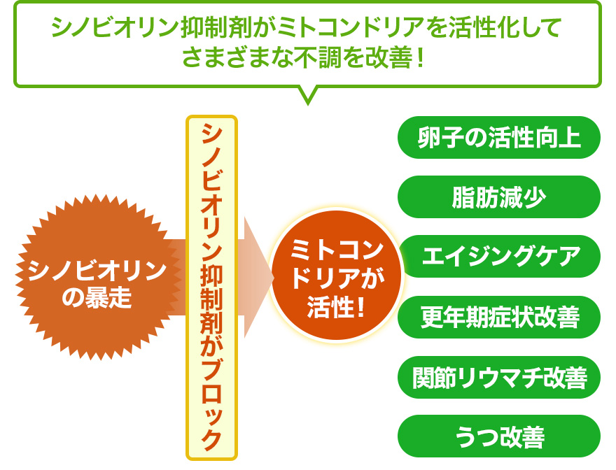 シノビオリン抑制剤がミトコンドリアを活性化してさまざまな不調を改善！